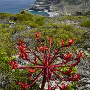 Brunsvigia orientalis